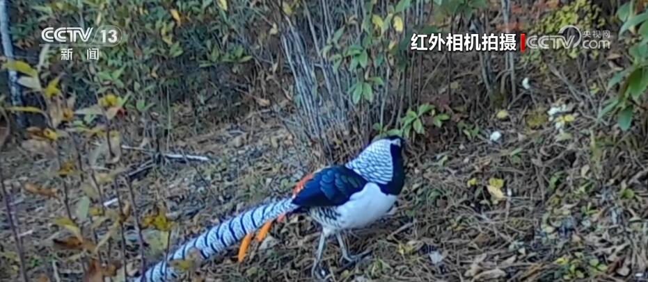 哈巴雪山監(jiān)測(cè)到多種珍稀保護(hù)動(dòng)物 生物多樣性保護(hù)成效明顯(圖3) 哈巴雪山監(jiān)測(cè)到多種珍稀保護(hù)動(dòng)物 生物多樣性保護(hù)成效明顯(圖3)