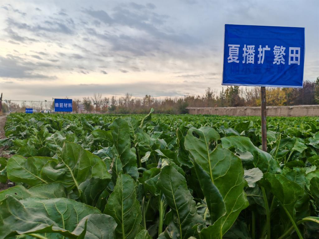 我國甜菜種子丸?；庸ぜ夹g(shù)取得重要突破(圖1)